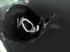 Eurytominae inconnu